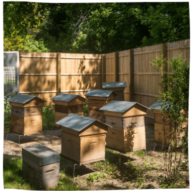 Atelier d'apiculture<br>